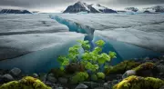 Ancient Plants Revealed as Arctic Ice Melts on Baffin Island
