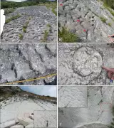 Ancient Sea Turtle Stampede Found by Climbers in Italy's Apennine Mountains