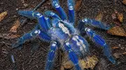 Andhra Launches First Survey of Endangered Peacock Tarantula