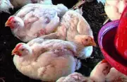 Andhra Pradesh Poultry Farmers Urged to Protect Birds from Heat Stress