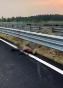 Animal Deaths on Delhi-Dehradun Expressway Raise Safety Concerns