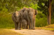 Animal Welfare Groups Sue to Relocate Depressed Elephants from South African Zoo