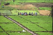 AP Govt Releases Krishna Delta Irrigation Water from June 1, 2026