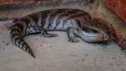 Are Skinks Venomous? How to Naturally Stop Them from Entering Your Home