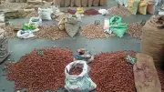 Arecanut Price Plunges in Karnataka's Sirsi Market, Farmers in Distress