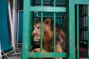 Asiatic Lion Bharat Suffers Bed Sores, Partial Paralysis in Nagpur