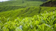 Assam Orthodox Tea: The Global Powerhouse You've Been Missing