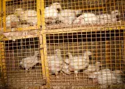 Avian Flu Outbreak: Navapur Poultry Farmers Await 90-Day Clearance