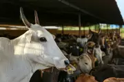 Avimukteshwaranand Launches Go-Lx Website for Cow Sale to Prevent Slaughter