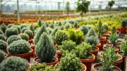 Avoid Overgrown Shrubs: Plan for Mature Sizes in Landscaping