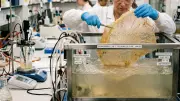 Bacteria-Grown Supermaterial Could Replace Plastic in Packaging and Electronics