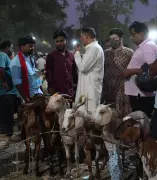 Bakra Mandi in Lucknow Sees High Demand for Premium Goats Ahead of Bakrid