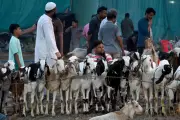 Bakra Mandis in Lucknow See Surge in Footfall Ahead of Bakrid with Premium Goat Breeds