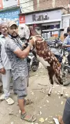 Bakrid Goat Prices Surge 40% in Ranchi; Bahubali, Dhurandhar Dominate Markets