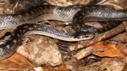 Balcony Plants That Secretly Attract Snakes, Mosquitoes, and Pests