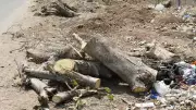 Ballari PWD Seeks to Cut 233 Trees for Road Widening, 25 Already Felled