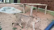 Banerghatta Zoo to Display Cheetahs from June 4