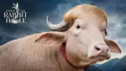 Bangladesh Buffalo 'Donald Trump' Spared from Sacrifice, Becomes Viral Sensation