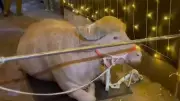 Bangladesh Saves Albino Buffalo Nicknamed 'Donald Trump' from Eid Sacrifice