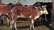 Bareilly Teachers Told to Collect Straw for Stray Cattle, Later Called Voluntary
