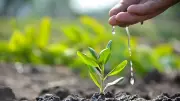 BDA Aims Guinness Record with 1.5 Million Saplings on June 5