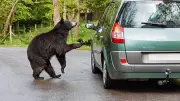 Bear Encounter Survival: 6 Common Mistakes to Avoid in the Wild