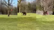 Bears Steal Flag at Srinagar Golf Course, Omar Abdullah Shares Video