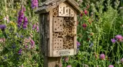 Bee Hotels May Harm Native Bees: Maintenance Is Crucial
