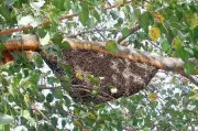 Bee Swarm Attacks Rural Hospital in Kolhapur, 10 Stung