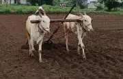 Belagavi Farmers Rush for Seeds as Pre-Monsoon Rains Boost Kharif Demand