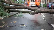 Bengaluru Lost 949 Trees to Thunderstorm in a Month: GBA