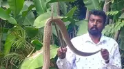 Bengaluru Rains Drive Snakes Out of Burrows, Rescuers on Alert