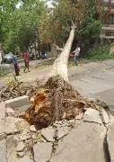 Bengaluru Storm Aftermath: 157 Trees, 228 Branches Down; Cleanup Underway