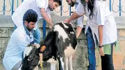 Bengaluru Vet College Teachers Oppose Stop of Non-Practising Aid
