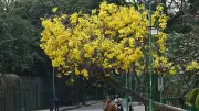 Bengaluru's Green Spaces Suffer from Neglect and Rapid Urbanization