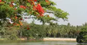 Bengaluru's Patience for Leaves Wanes as Summers Intensify