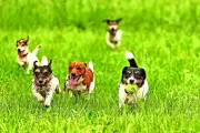 Bengaluru's Pet-Friendly Weekend Scene: Parks, Cafes, and Day Camps