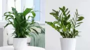 Best Desk Plants for Positive Energy: Boost Mood and Productivity at Work