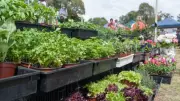 Best Flowers, Herbs, and Vegetables to Plant in June in Australia