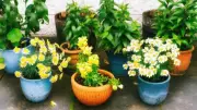 Best Flowers, Herbs, and Vegetables to Plant in June in the UK