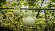 Best Plants to Grow in India Before the Monsoon Season Arrives