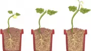 Best Pots for Plants: Terracotta vs Cement vs Plastic – Which One Wins?