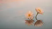 Bhagavad Gita Thought: Calmness Is Not Weakness, Says Ancient Wisdom