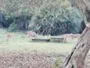 Bhitarkanika National Park Makes Special Arrangements to Provide Water to Animals as Mercury Crosses 40°C