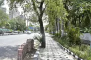 Bhopal Civic Body's Concrete Tree Encasement Sparks Environmental Outcry