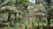 Bidadi Township Land Acquisition Threatens Small Farmers' Livelihoods