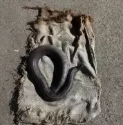 Bidar Forest Dept Seizes Rare Red Sand Boa Snake, Arrests Three Smugglers