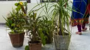 Biggest Mistakes Indians Make When Starting a Terrace Garden