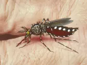 Bihar District to Observe Dengue Day on May 16 for Awareness
