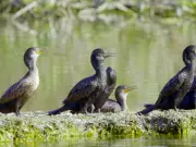 Bihar State Biodiversity Board Marks International Biological Diversity Day